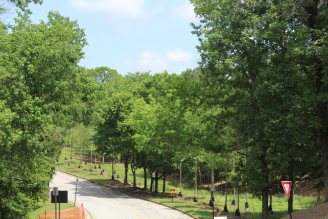 Sprucing Up North Atlanta: New Trees on Campus