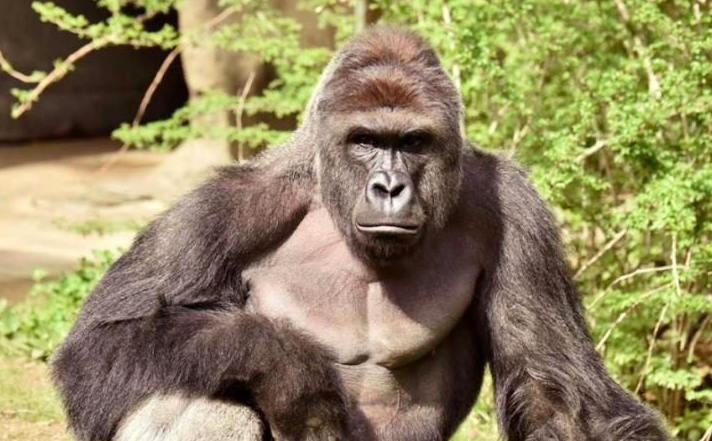 The legend, Harambe, who was killed in the Cincinnati Zoo. 