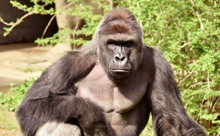 The+legend%2C+Harambe%2C+who+was+killed+in+the+Cincinnati+Zoo.+