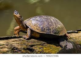 Terrific Turtles: North Atlanta turtles love soaking up the sun on logs in the river!