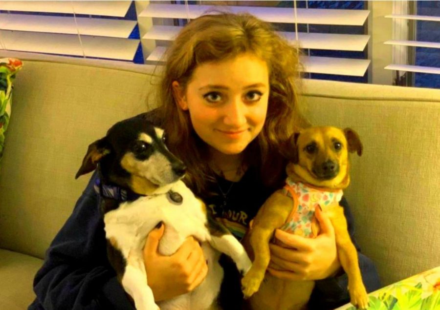 Zoom Gloom: Like many North Atlanta students, senior Tabitha Randklev has found it difficult to navigate virtual school. She said being at home for school has compromised her learning as there are always multiple possible distractions at hand there including her loveable dogs Elke (right) and Emmet (left).


