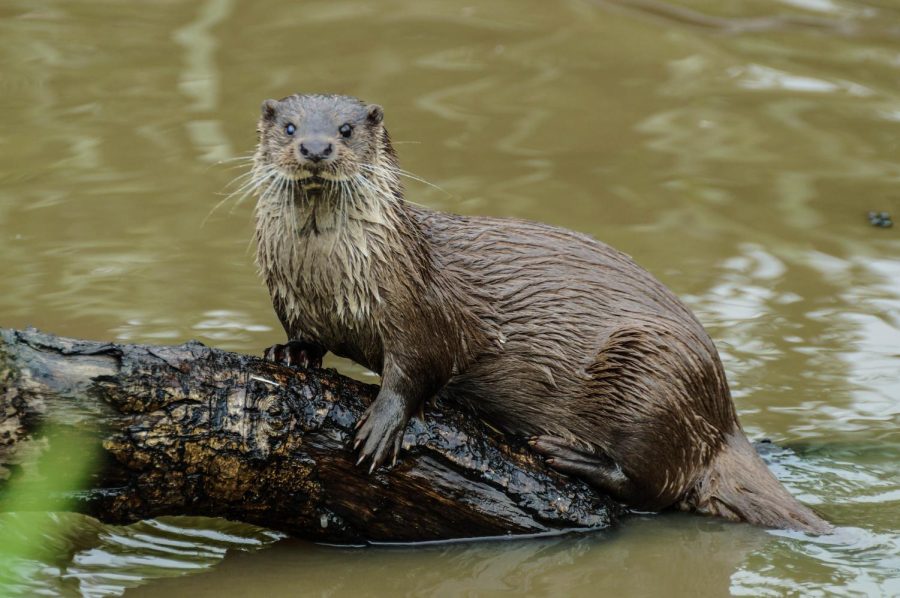 Otter in the Water: North Atlantas otter craze has spread with a feverish pace, even causing one classroom to come up with nicknames for the aquatic animal.