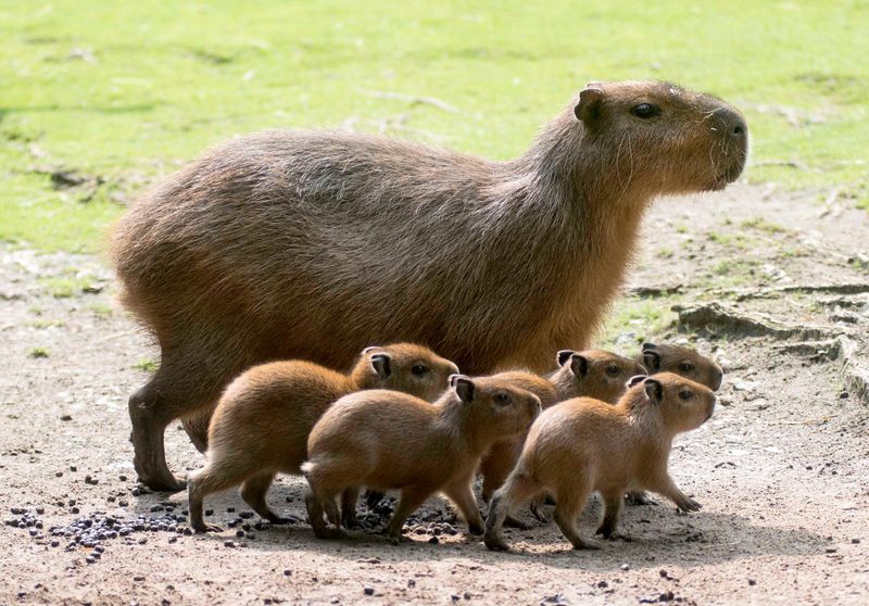 An Unlikely Internet Star: The ‘Capybara’ Rodent Takes Social Media By Storm