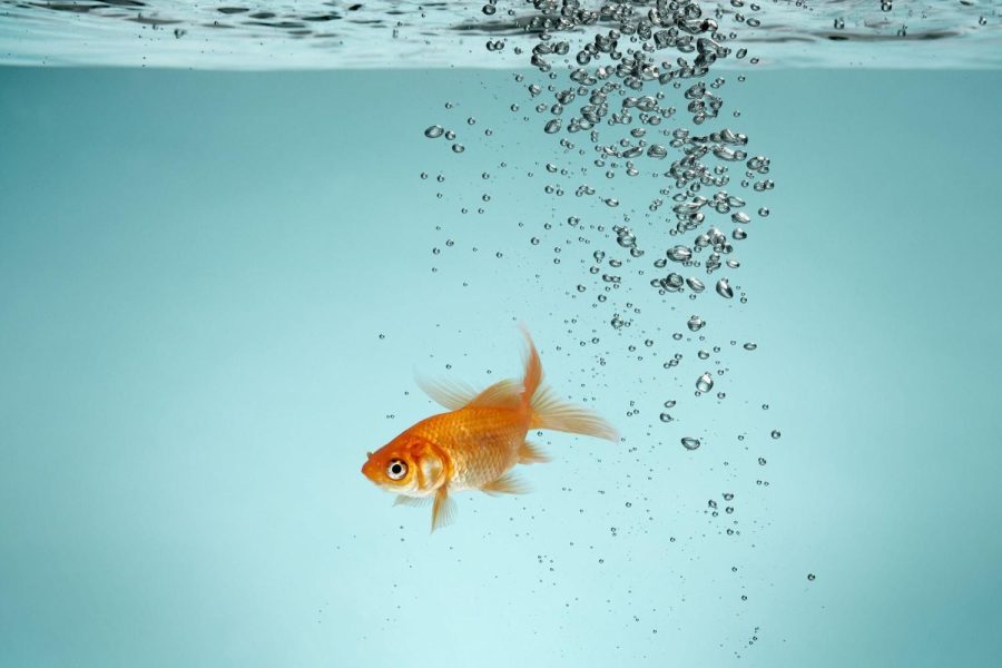 Pay+Attention%21%3A+Gen-Zers+are+losing+focus+and+now+have+the+attention+span+of+a+goldfish.