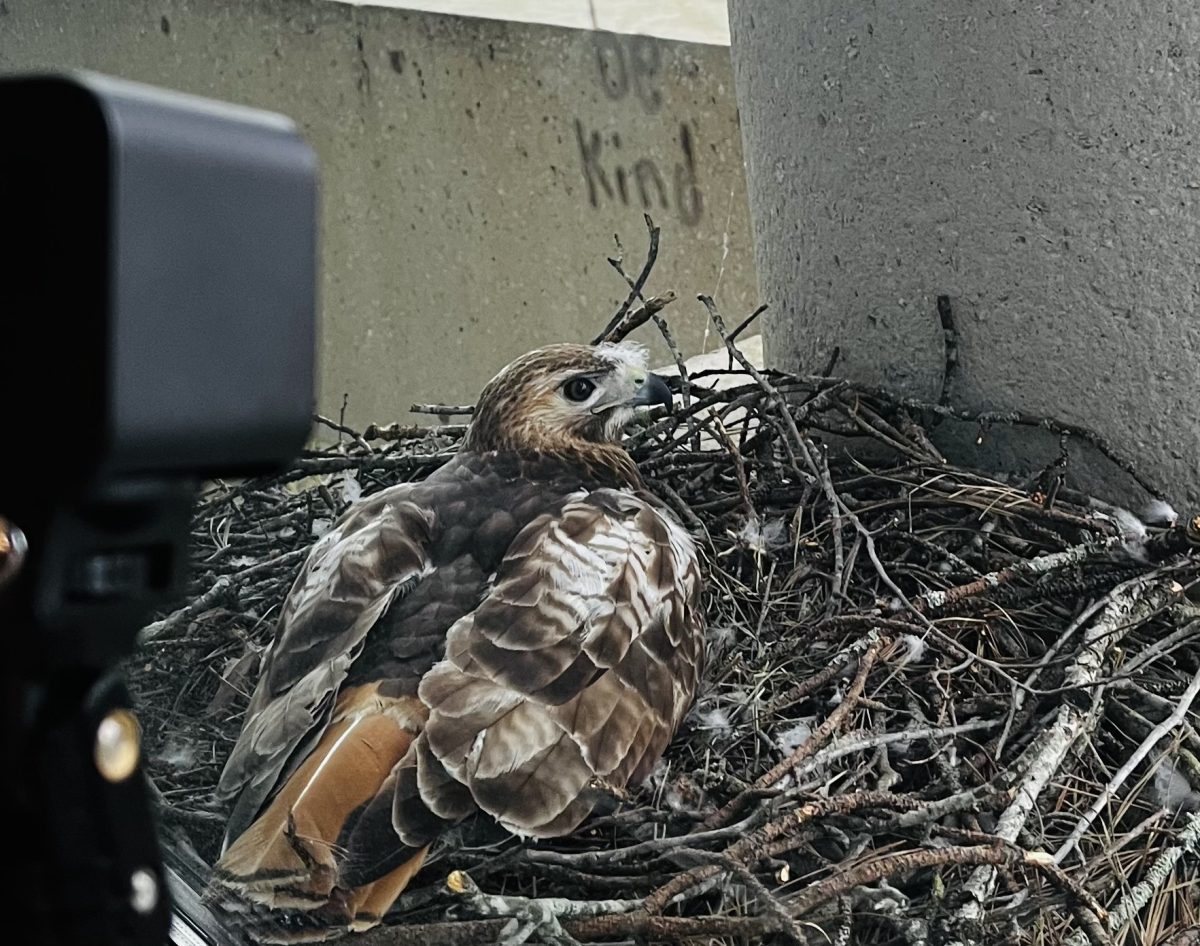 New Student in the Window: Meet Trina, the North Atlanta hawk, a new mama bird with three eggs to nurse.

