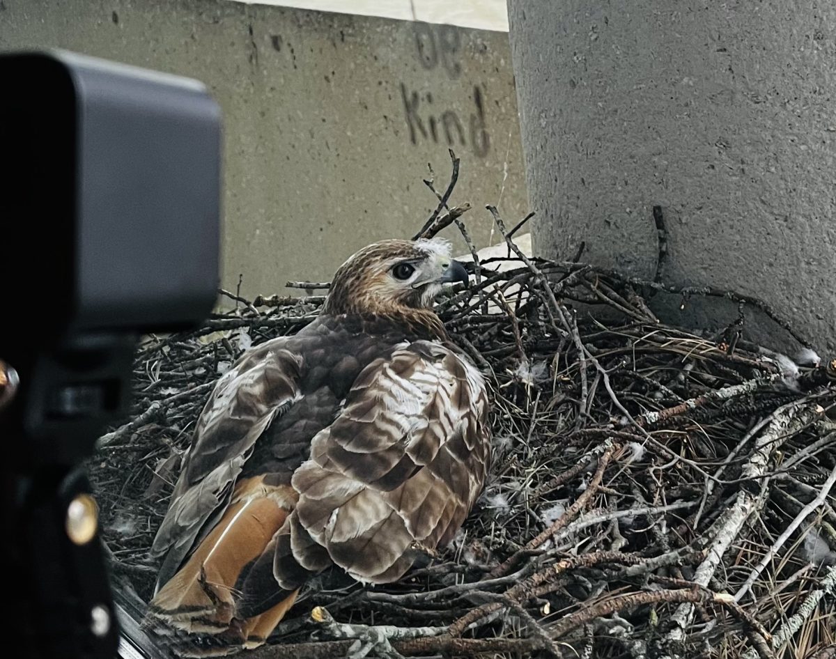 New+Student+in+the+Window%3A+Meet+Trina%2C+the+North+Atlanta+hawk%2C+a+new+mama+bird+with+three+eggs+to+nurse.%0A%0A